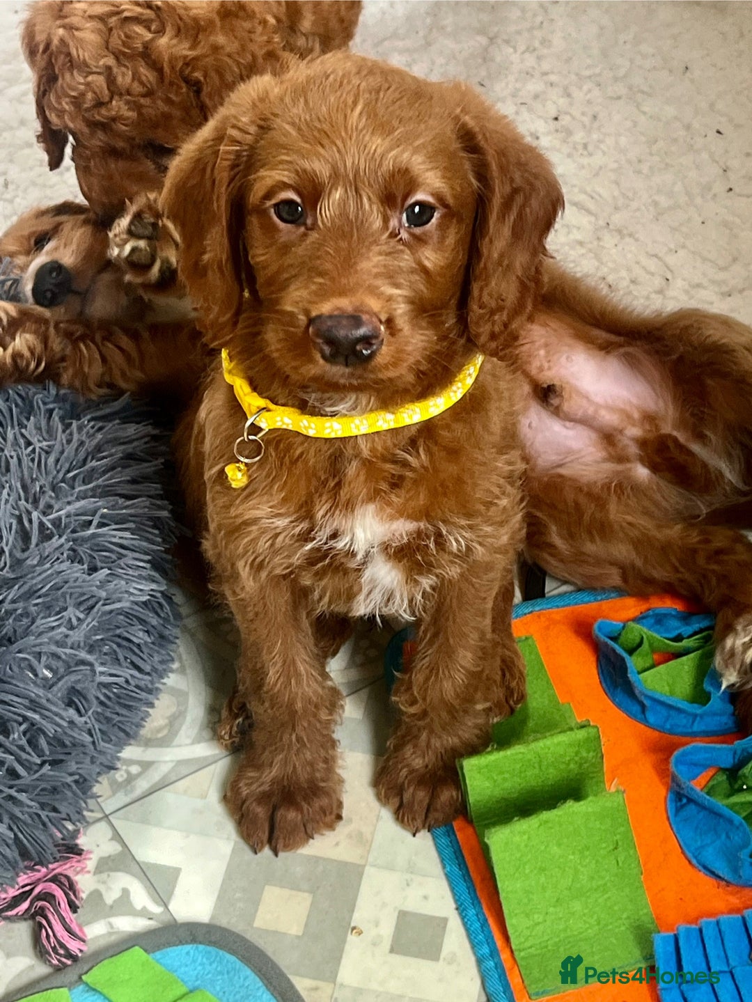 Goldendoodle dogs for sale: Top Quality Goldendoodle x Australian labradoodle  in Brough - Image 3