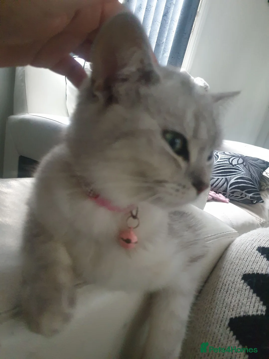 Scottish Fold cats for sale: Pure bred Scottish fold - Advert 2