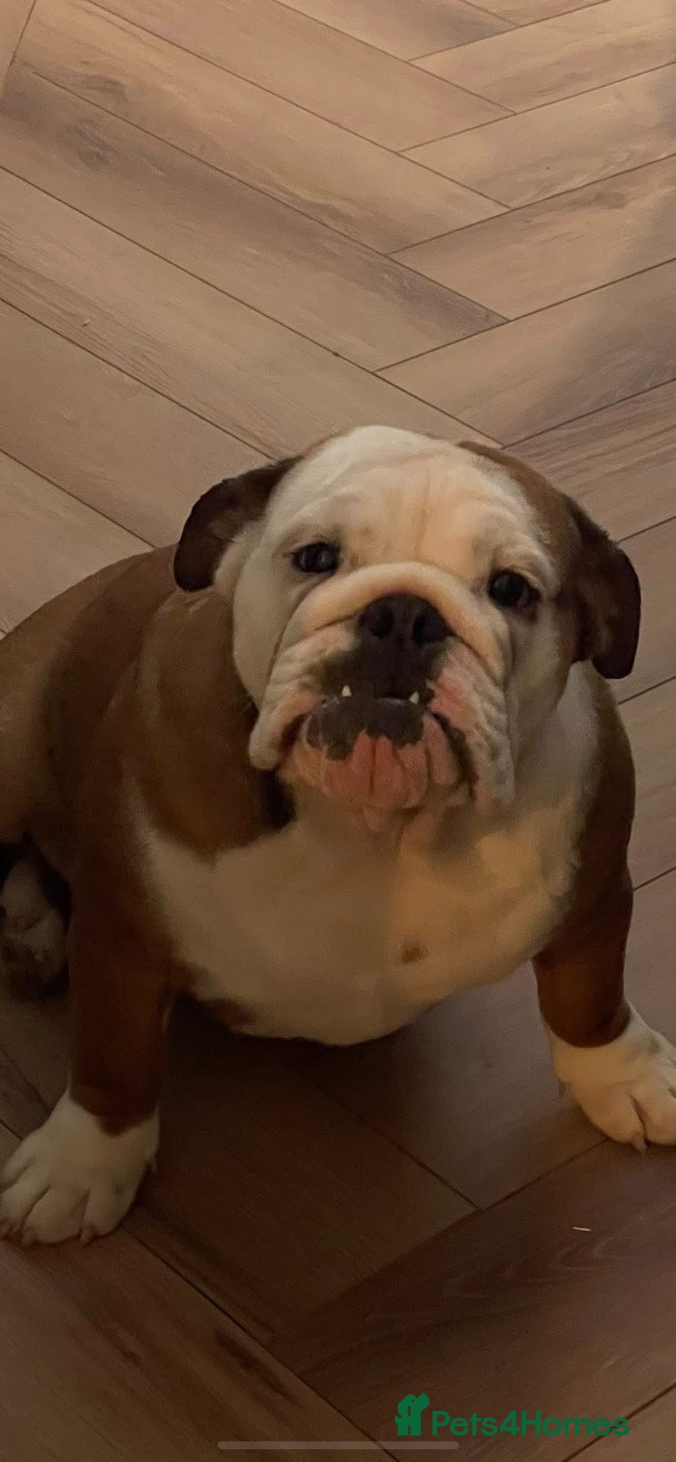 English Bulldog dogs Reluctant sale female British bulldog - Advert 1