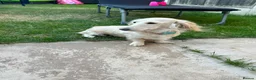 Miniature Dachshund dogs for sale: Long haired cream miniature dachshunds  in Derby - Advert 6
