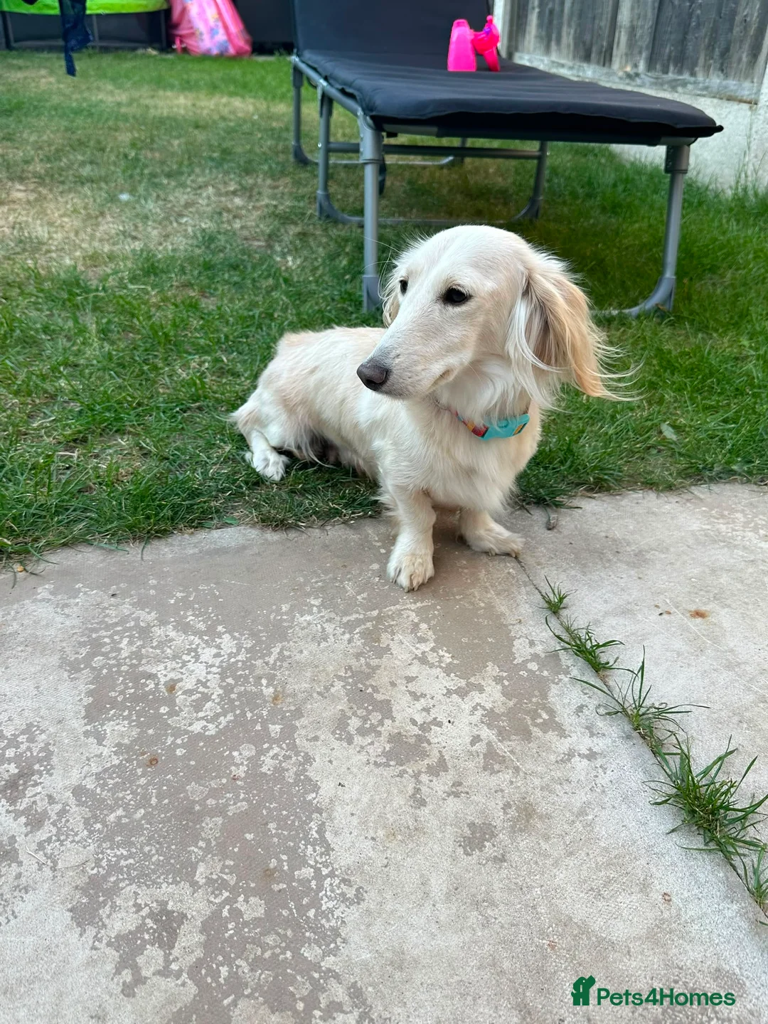 Miniature Dachshund dogs for sale: Long haired cream miniature dachshunds  in Derby - Advert 6