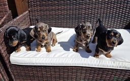 Dachshund dogs for sale: Dachshund puppies 🐶  - Image 8