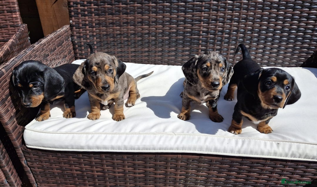 Dachshund dogs for sale: Dachshund puppies 🐶  - Image 8