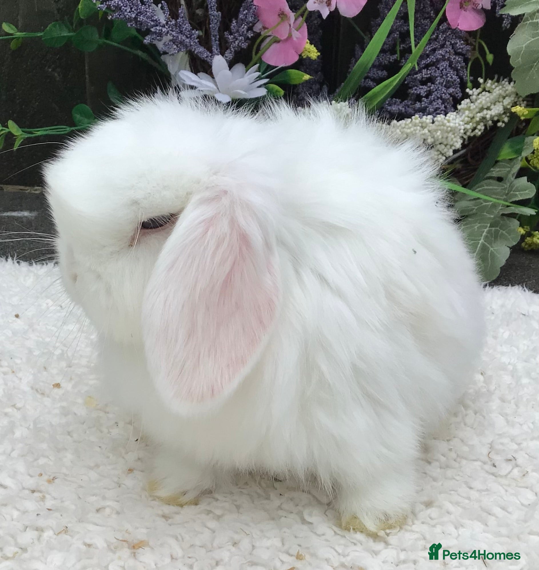Mini Lop rabbits Mini lop doe - Advert 1