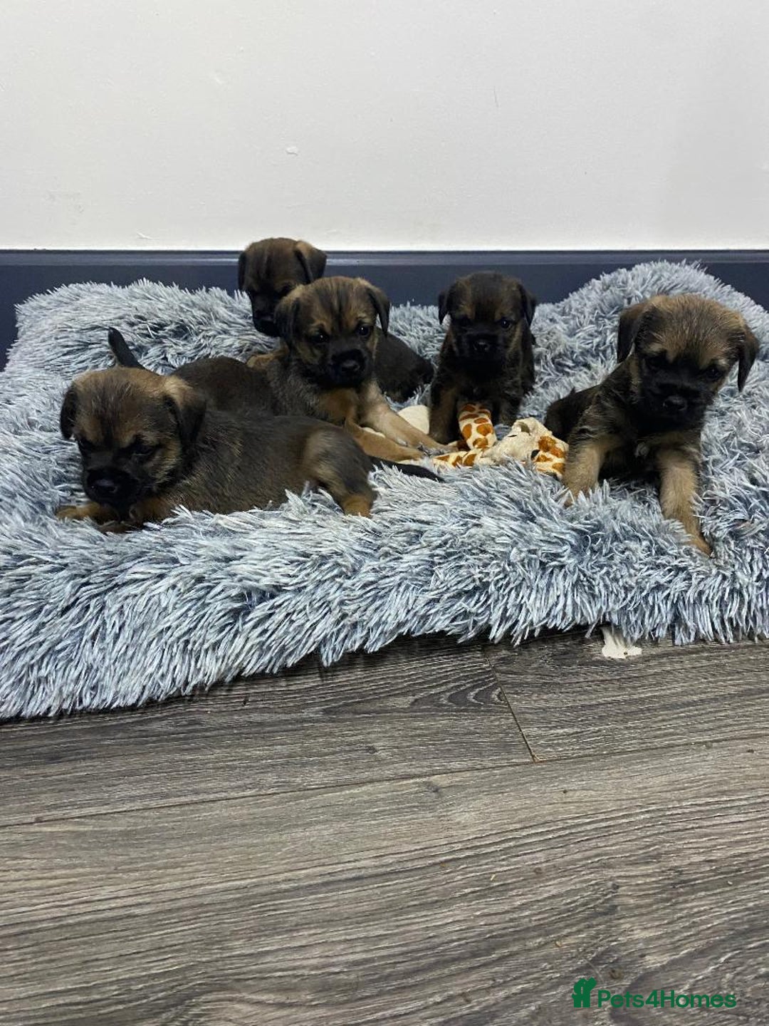 Border Terrier dogs for sale: Beautiful Border Terrier puppies for sale - Advert 6