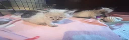Mixed Breed cats for sale: Reduced last 2 females ragdoll x maincoon  - Advert 25