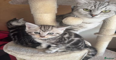 British Shorthair cats - Advert 8