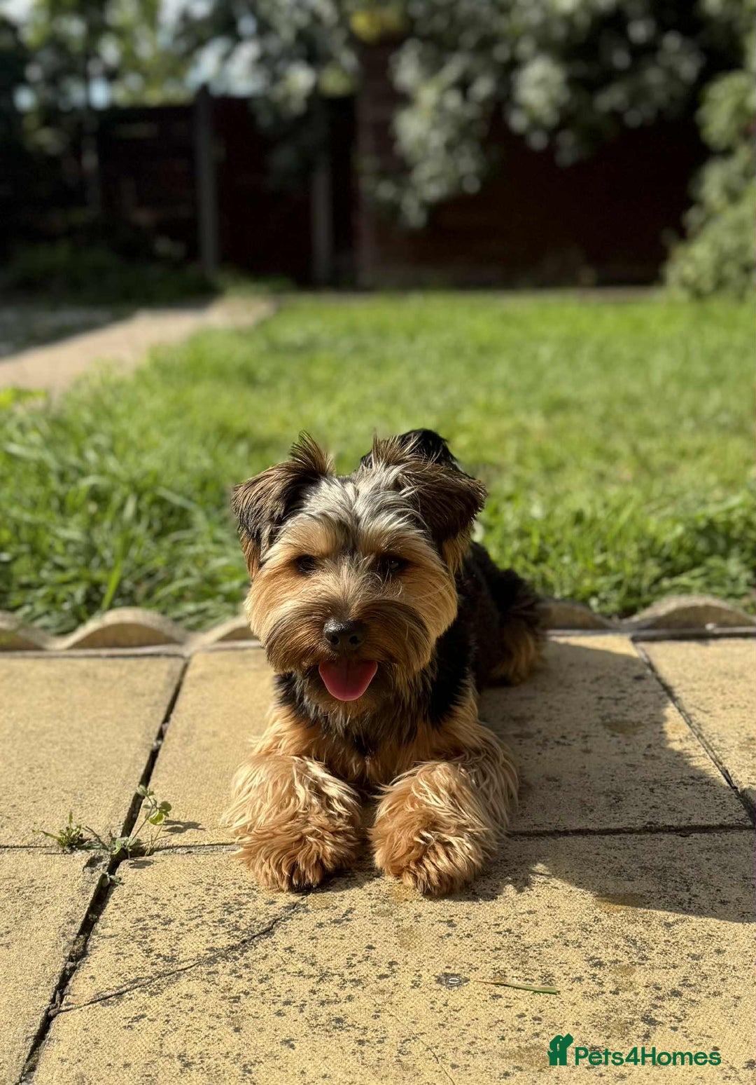 Yorkshire Terrier dogs for stud: Stud Yorshire Terrier - Advert 6