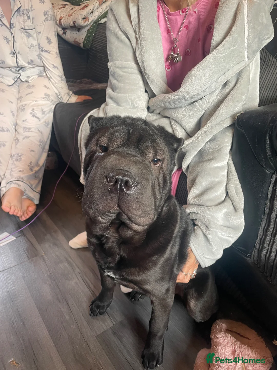 Shar Pei dogs for sale: Shar pei male 8 months old, black - Advert 1