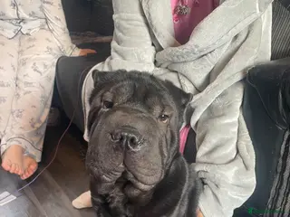 Shar Pei dogs Shar pei male 8 months old, black - Advert 5
