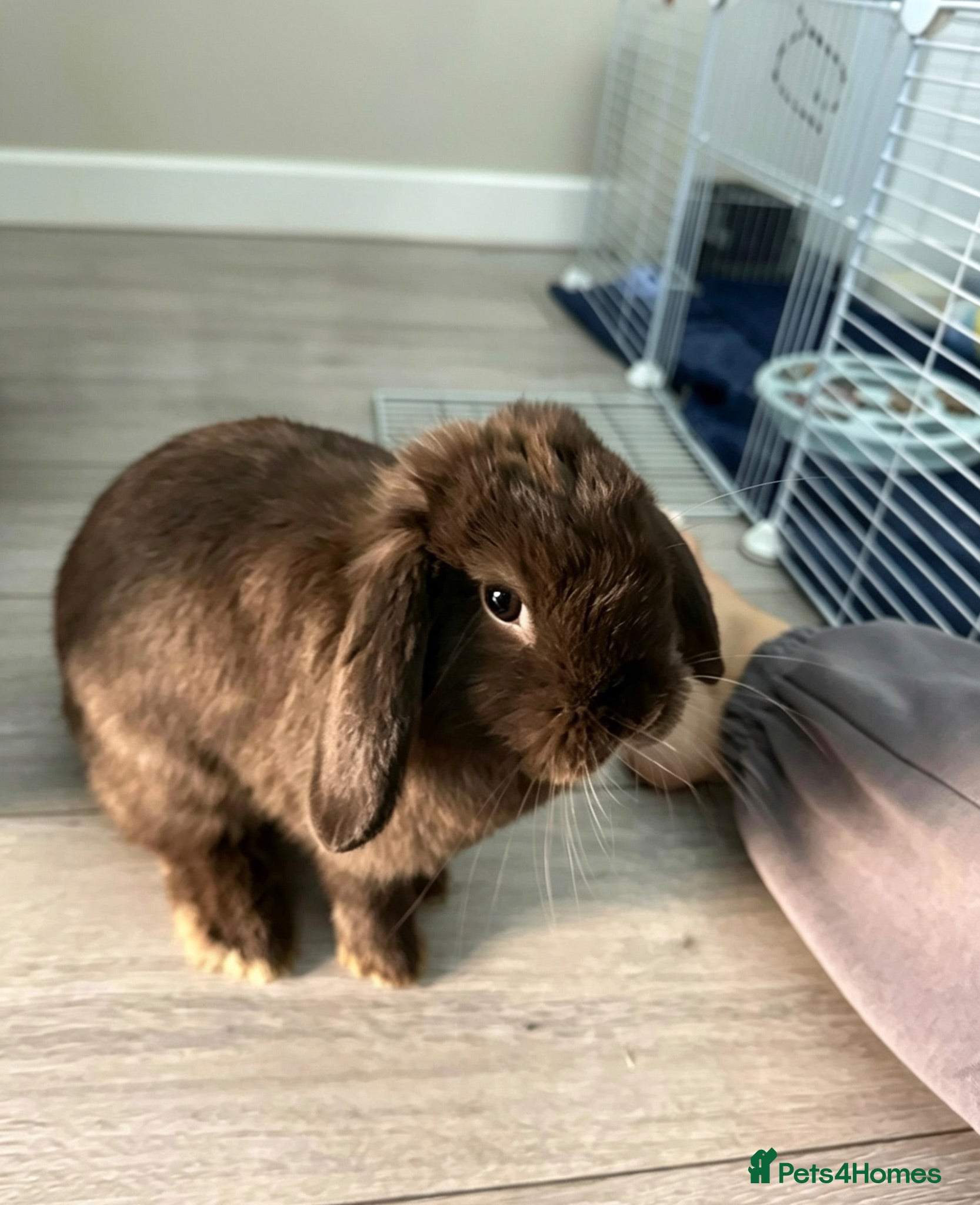 Mini Lop rabbits Mini lop - Advert 1