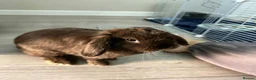 Mini Lop rabbits for sale: Mini lop - Advert 1
