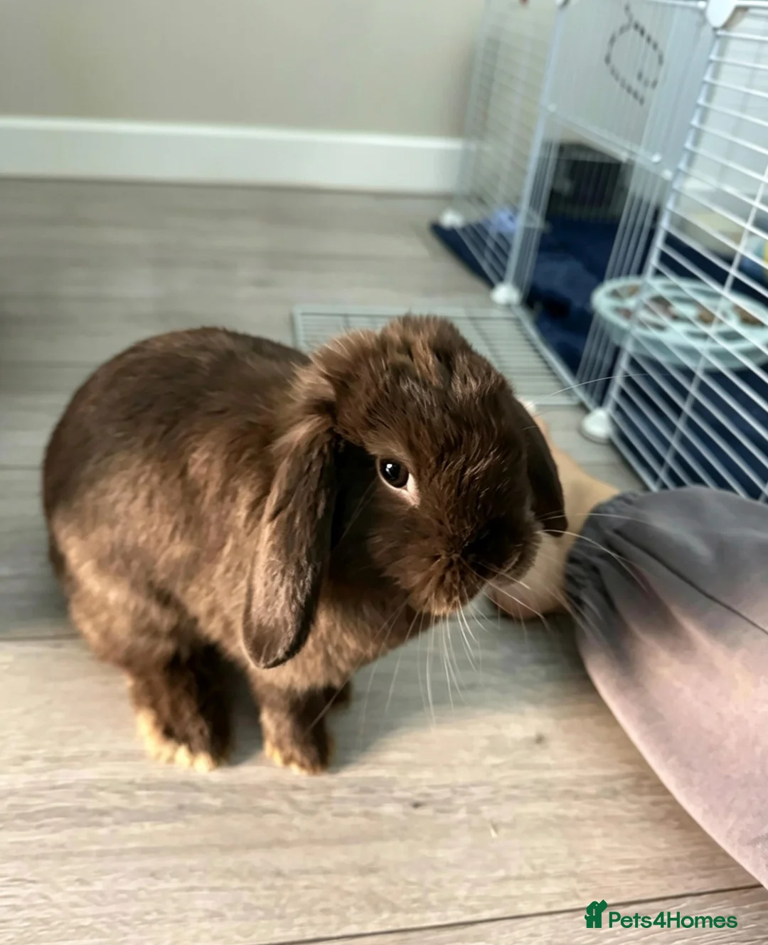 Mini Lop rabbits for sale: Mini lop - Advert 1