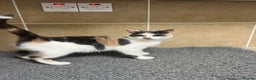 Mixed Breed cats for sale: Three lovely cats looking for home - Advert 1