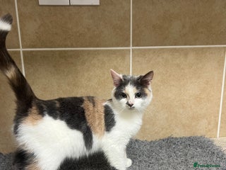 Mixed Breed cats Three lovely cats looking for home - Advert 3