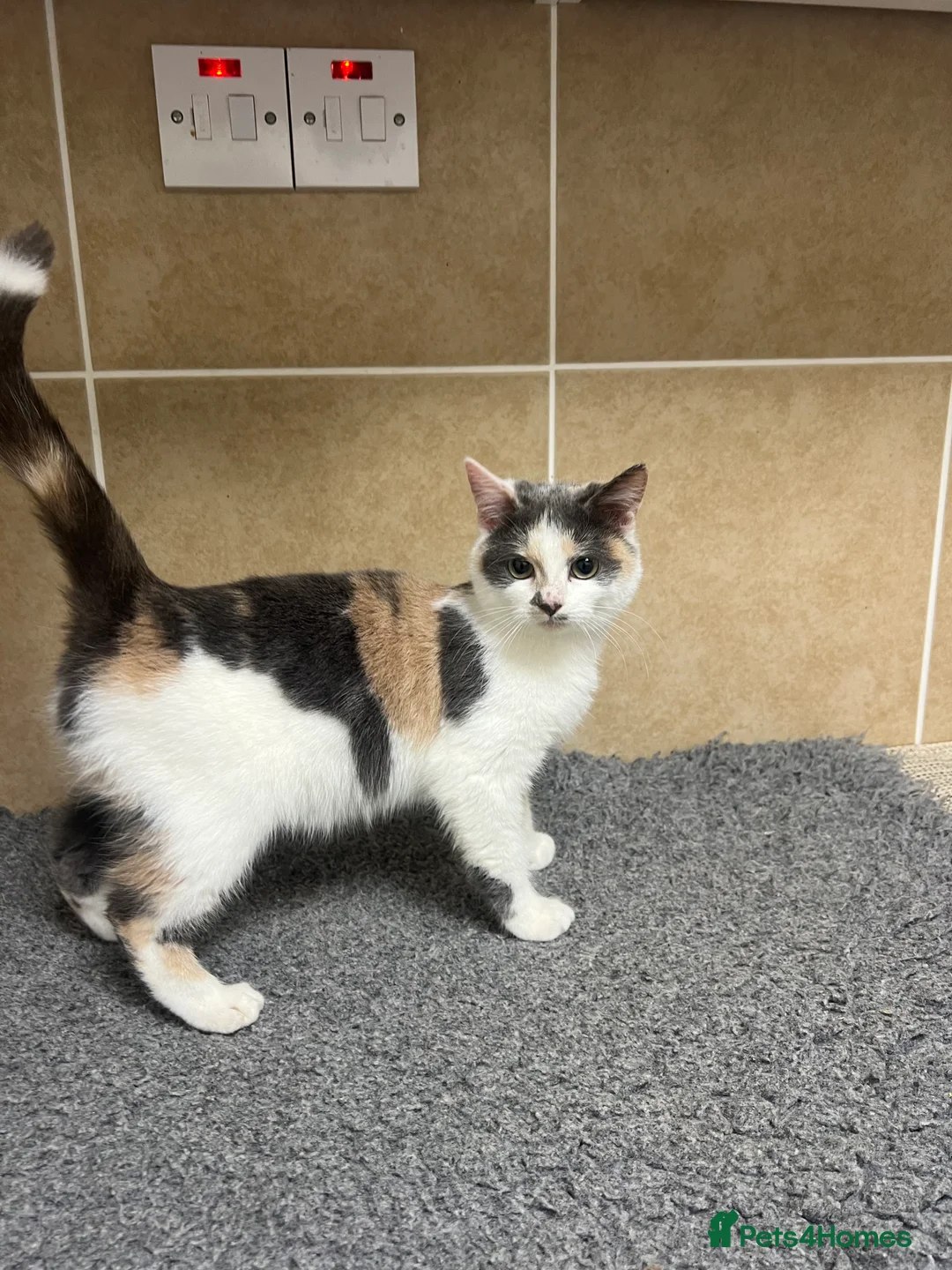 Mixed Breed cats for sale: Three lovely cats looking for home - Advert 1