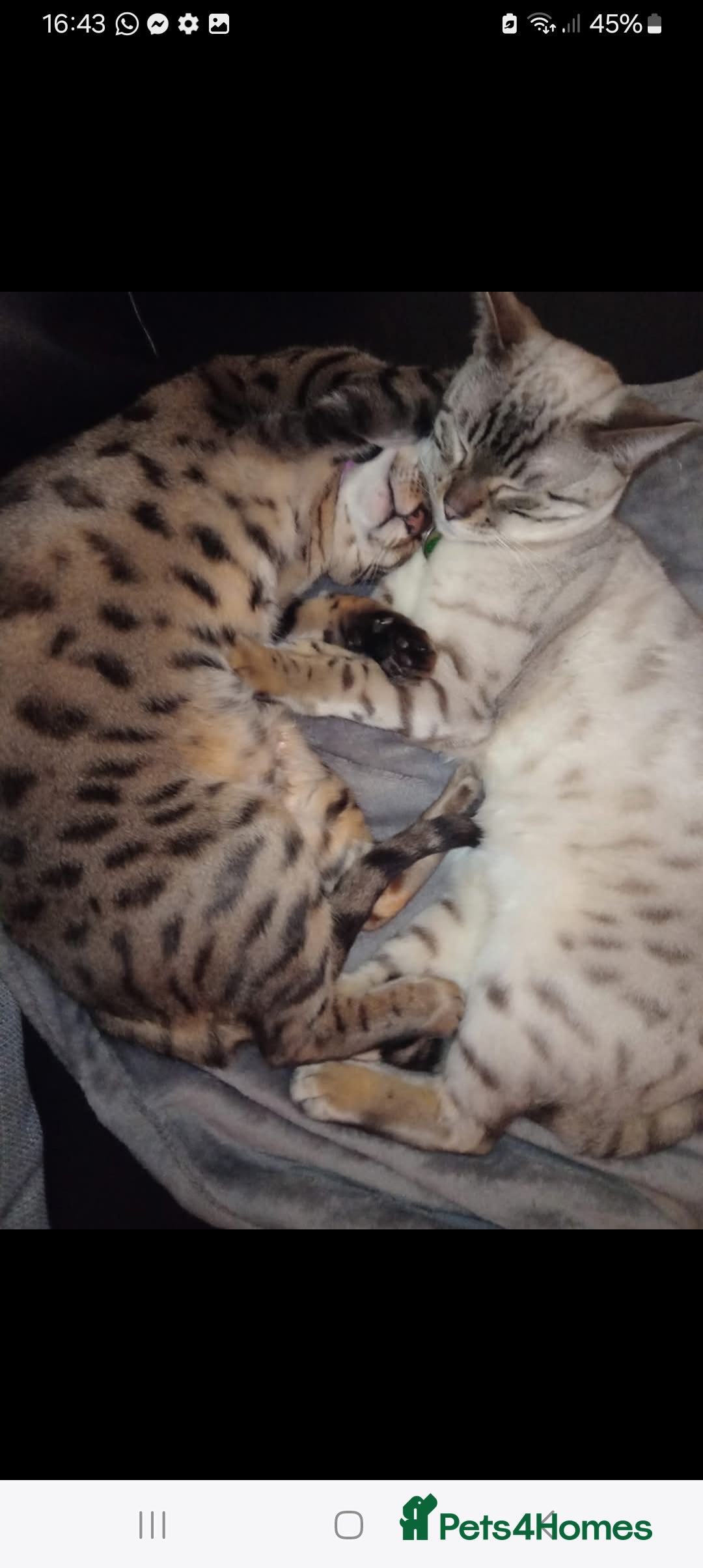 Bengal cats 2 bengal cats - Advert 2