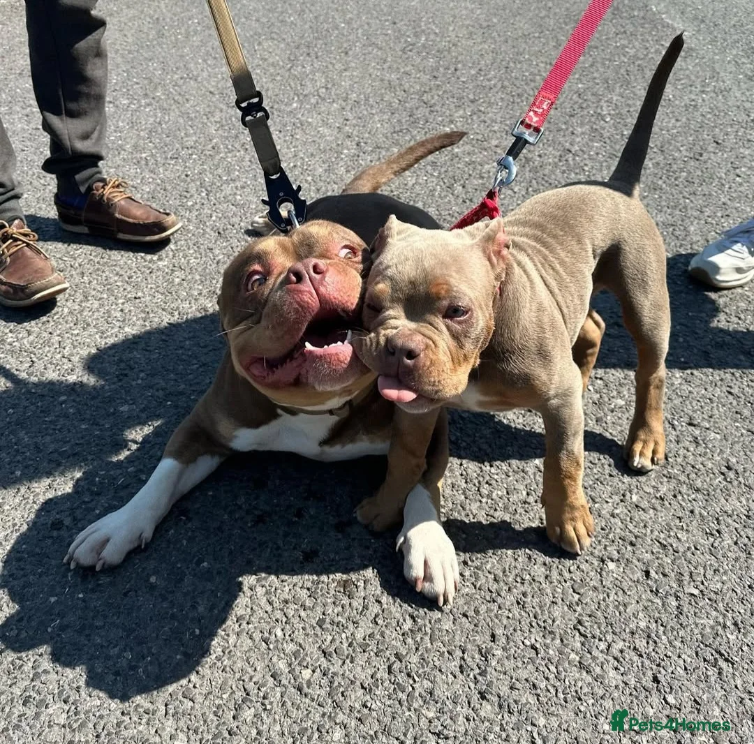 American Bully dogs for stud: STUD ABKC American Pocket Bully  - Advert 7