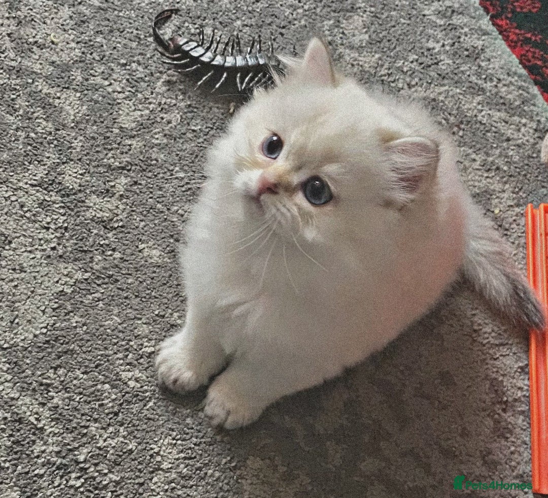 British Longhair cats for sale: ‼️🐾😍Colourpoint purebred BLH😻1 Left 🐱 - Advert 30