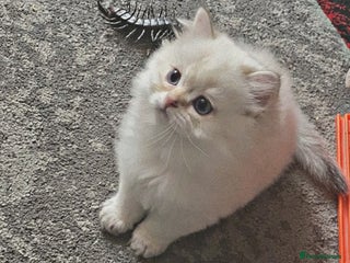 British Longhair cats ‼️🐾😍Colourpoint purebred BLH😻1 Left 🐱 - Advert 5