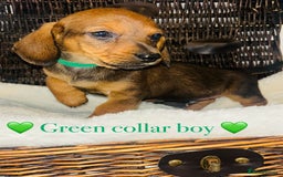 Miniature Dachshund dogs for sale: 🐶 Stunning Miniature Daschund Puppies 🐶 - Image 1
