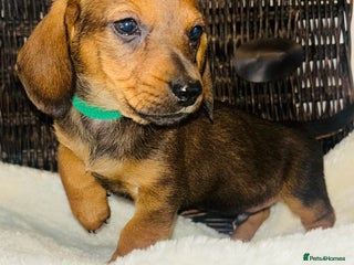 Miniature Dachshund dogs for sale - Advert 1