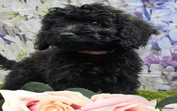 Cockapoo dogs for sale: READY NOW !! sable & brindle tri colour cockapoos - Image 14
