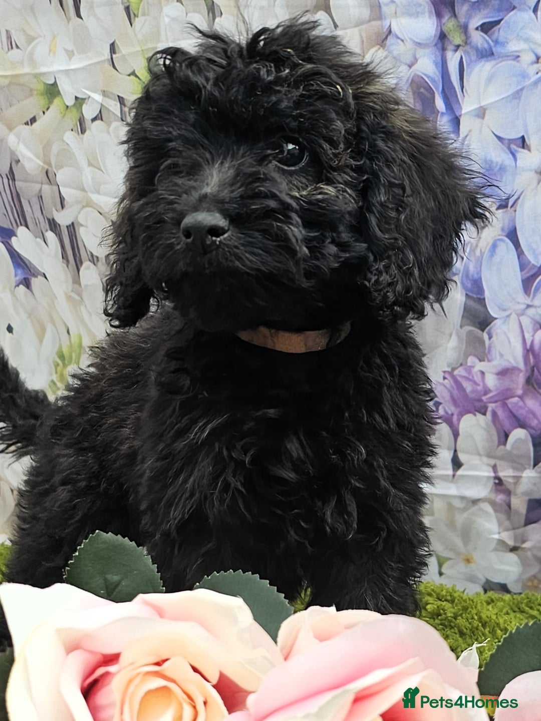 Cockapoo dogs for sale: READY NOW !! sable & brindle tri colour cockapoos - Image 14