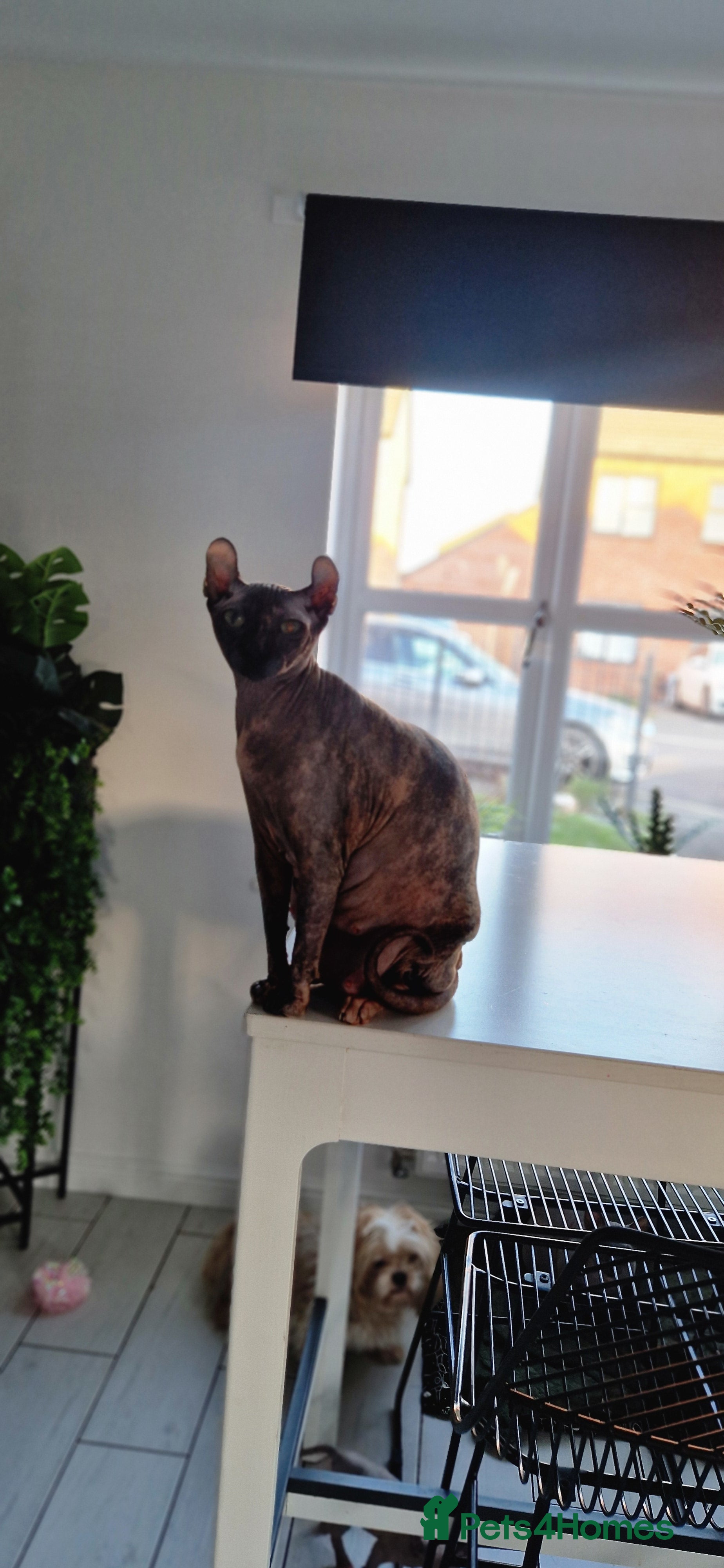 Sphynx cats Female and male kittens  - Advert 1