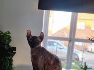 Sphynx cats Female and male kittens - Advert 2