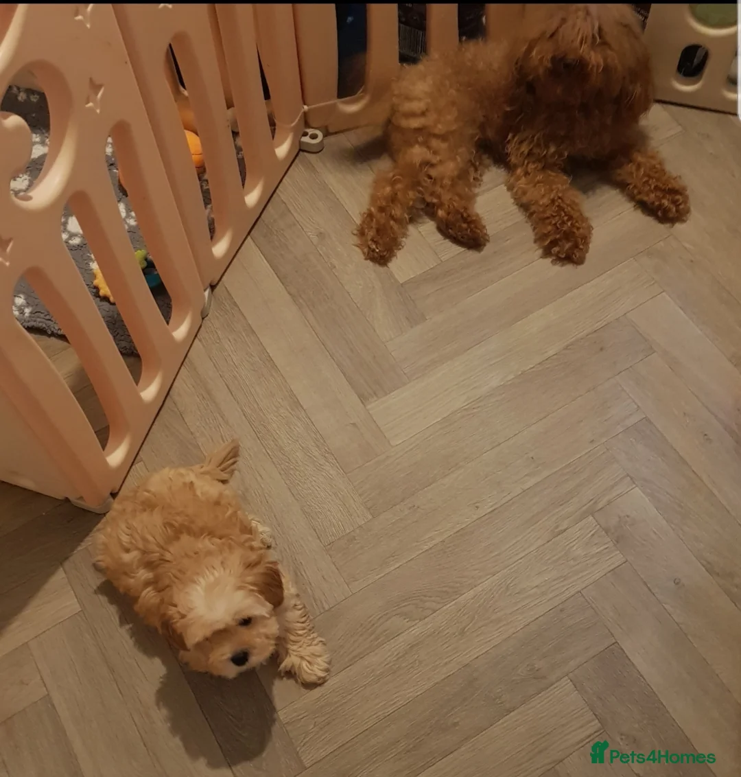 Maltipoo dogs for sale: Gorgeous maltipoo Korean bloodline  - Advert 9