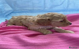 Cavapoo dogs for sale: Cavapoo puppies boys and girls available - Image 5