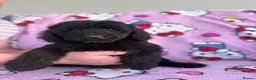 Miniature Poodle dogs for sale: Adorable Miniature Poodles Ready for Loving Homes - Advert 7