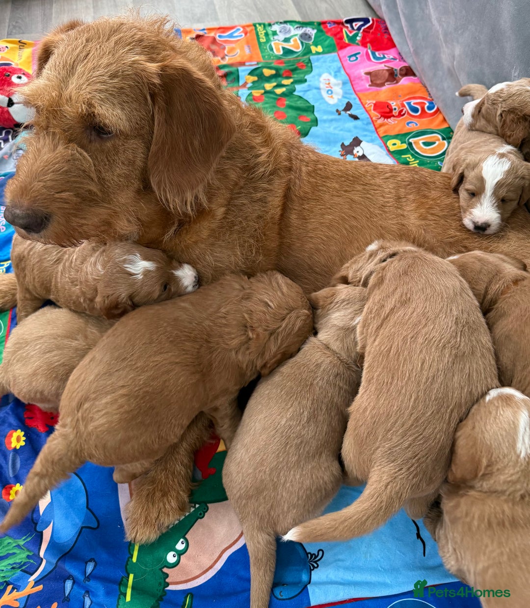 Australian Labradoodle dogs for sale: Australian Labradoodle Pups  - Advert 9