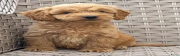 Cockapoo dogs for sale: PRA CLEAR F1 cockapoo puppies - Advert 32