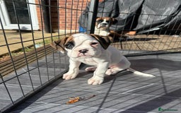 Boxer dogs for sale: Gorgeous KC Registered Boxer Pups - ONLY 1 LEFT - Image 16