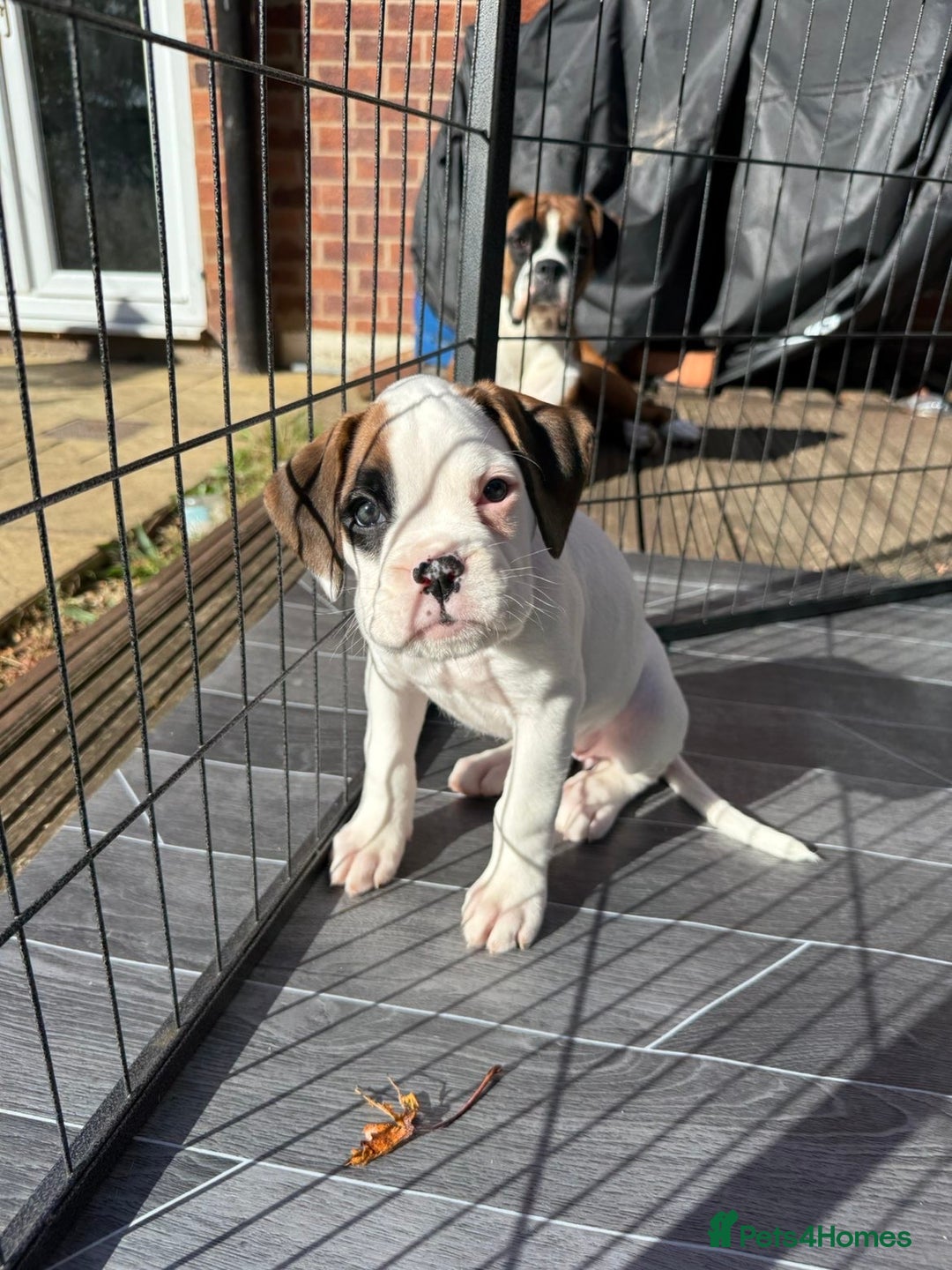 Boxer dogs for sale: Gorgeous KC Registered Boxer Pups - ONLY 1 LEFT - Image 16