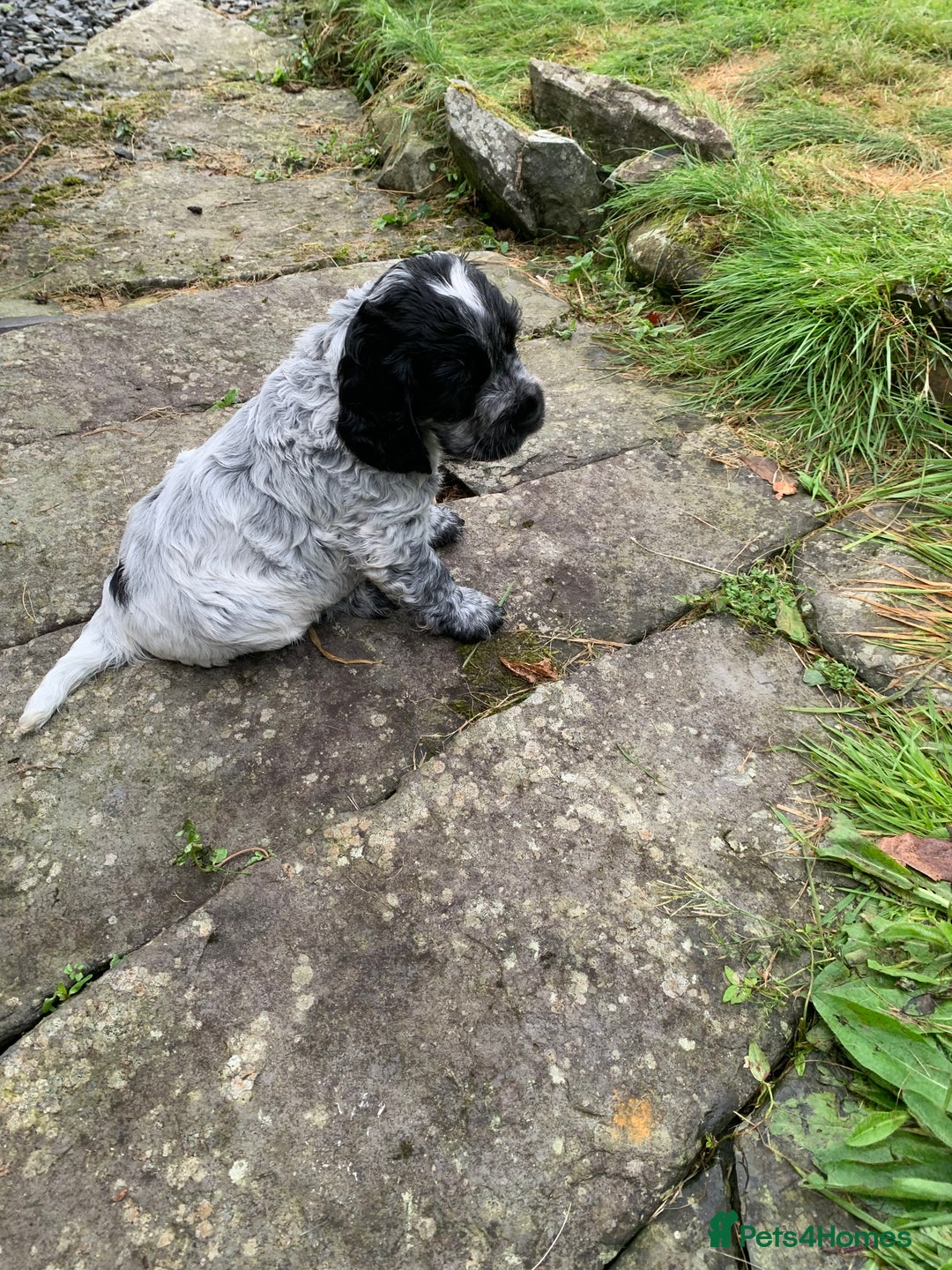 Cocker Spaniel dogs for sale: Show Cocker Spaniel KC reg available on 16 th Sept - Image 4
