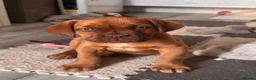 Dogue De Bordeaux dogs for sale: Beautiful Girl looking for forever home - Advert 11