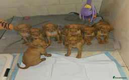 Hungarian Vizsla dogs for sale: Hungarian vizsla puppies  - Image 2