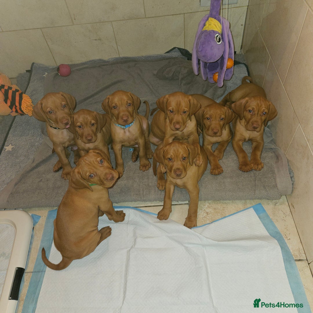 Hungarian Vizsla dogs for sale: Hungarian vizsla puppies  - Image 2