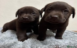 Labrador Retriever dogs for sale: Chocolate Labrador puppies - Image 4