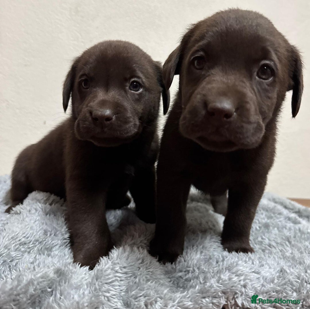 Labrador Retriever dogs for sale: Chocolate Labrador puppies - Image 4