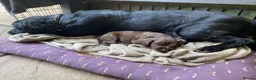 Cocker Spaniel dogs for sale: Working Cocker Spaniel  in Nottingham - Advert 4
