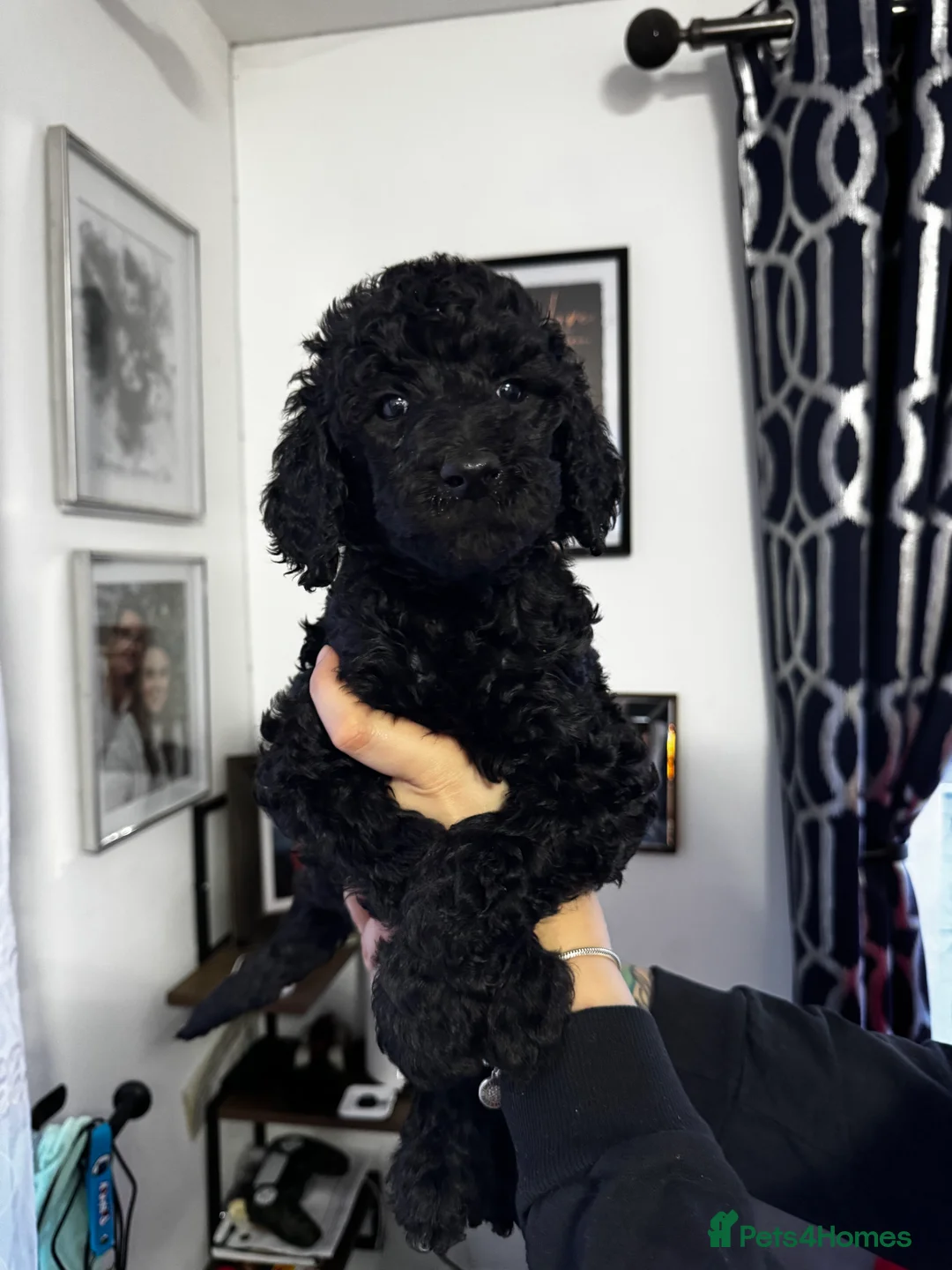Standard Poodle dogs for sale: Last 2 boys ! KC Standard Poodles! Ready Now! - Advert 18