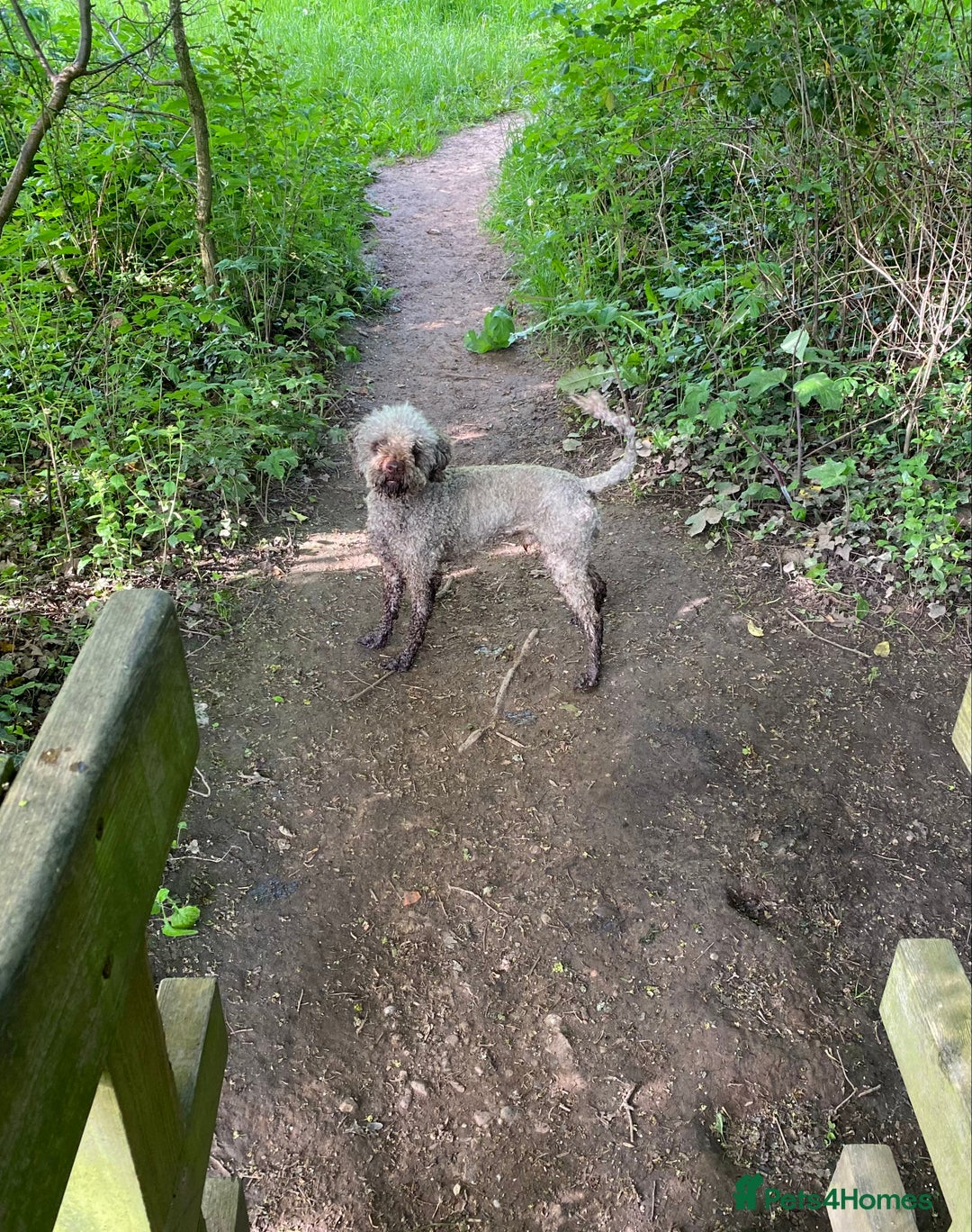 Lagotto Romagnolo dogs for sale: Lagotto Romagnolo puppies  - Advert 10