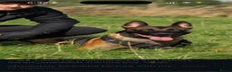 Belgian Shepherd Dog dogs for sale: 2 male puppies  - Advert 9