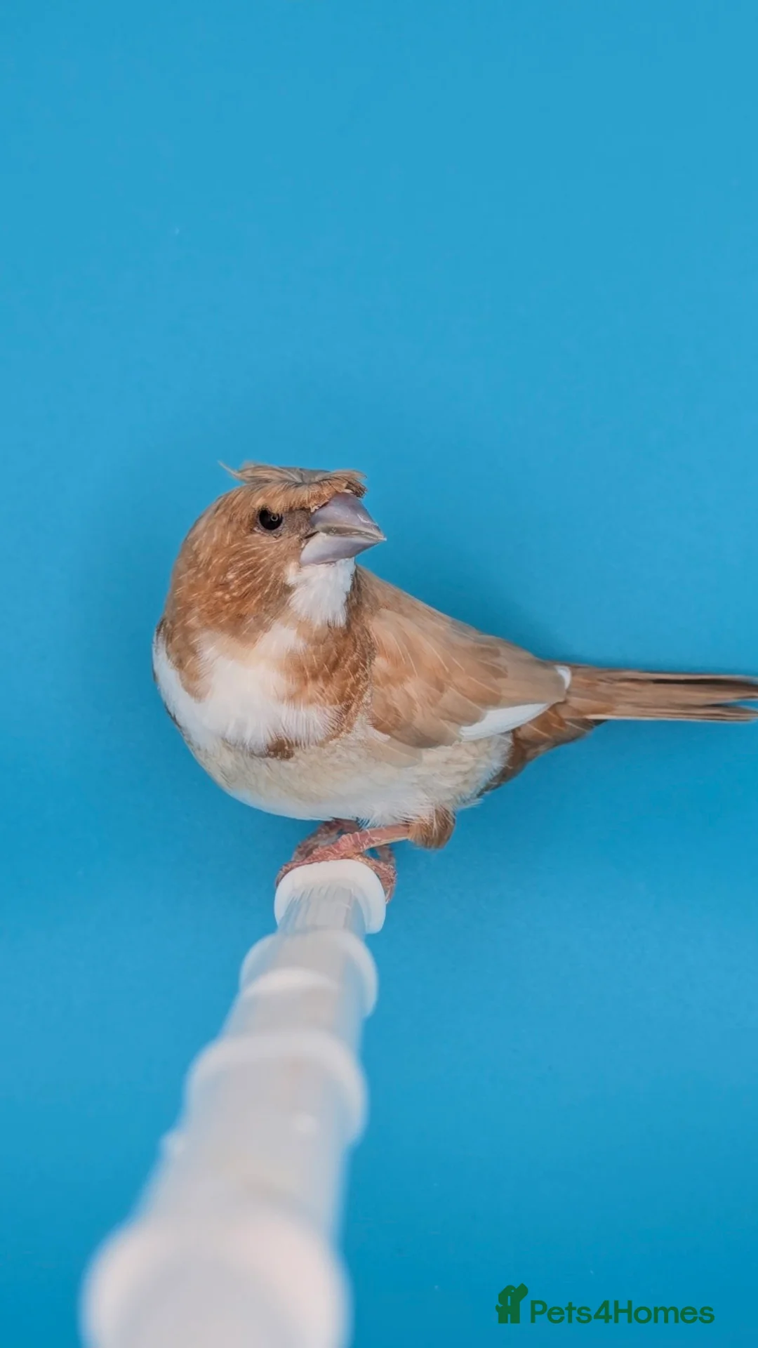 Finches birds for sale: Bengalese finches  - Advert 10