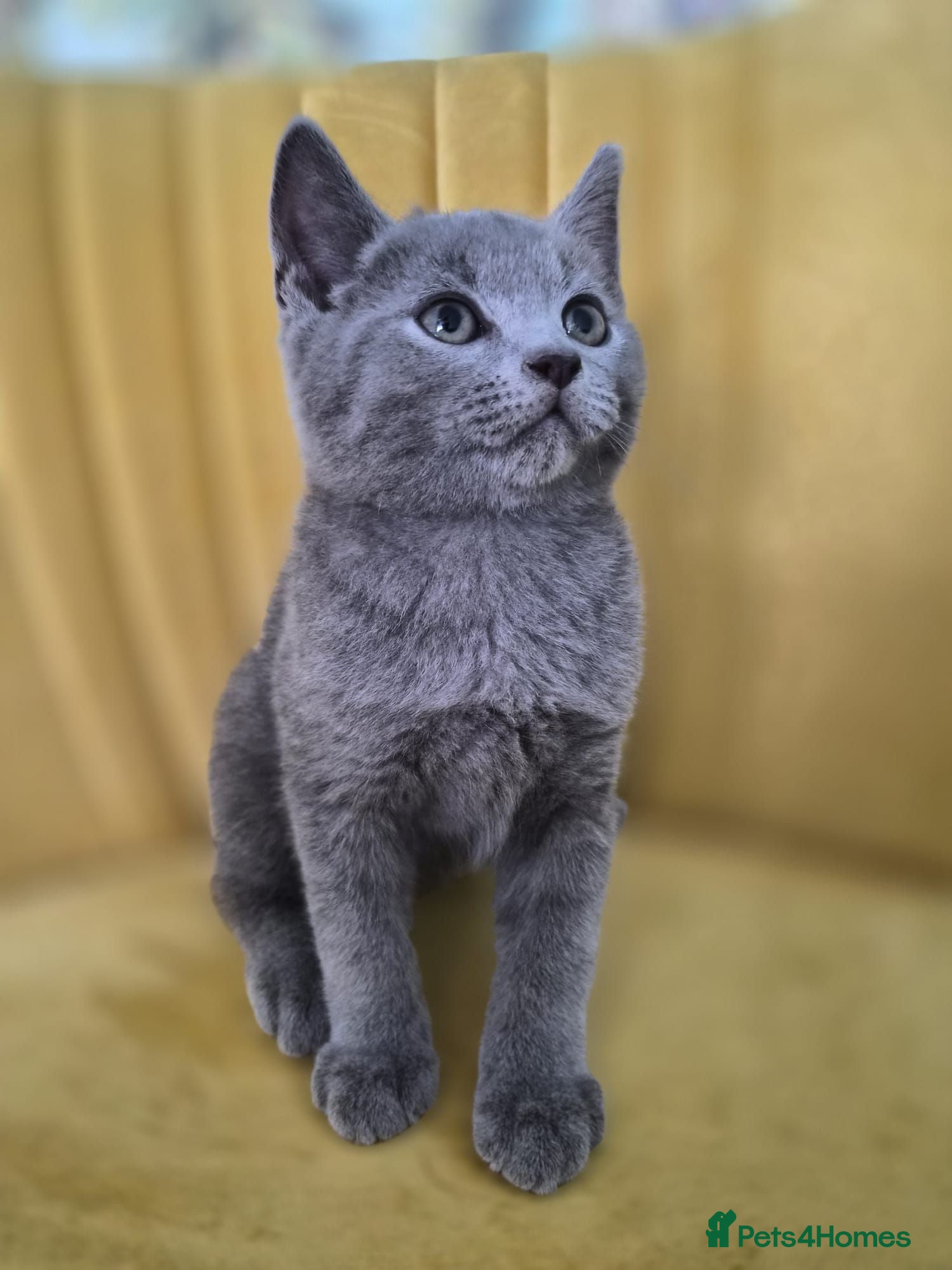 British Shorthair cats Adorable British shorthair kittens - Ready now 😻 - Advert 2
