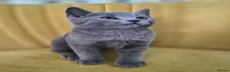 British Shorthair cats for sale: Adorable British shorthair kittens - Ready now 😻 - Advert 3